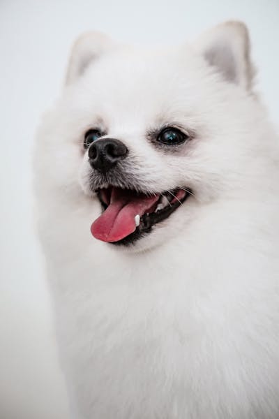 Mochi the pomeranian