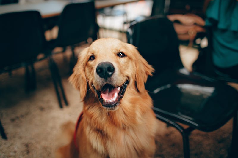 Golden retrievers playing together at a park social event
