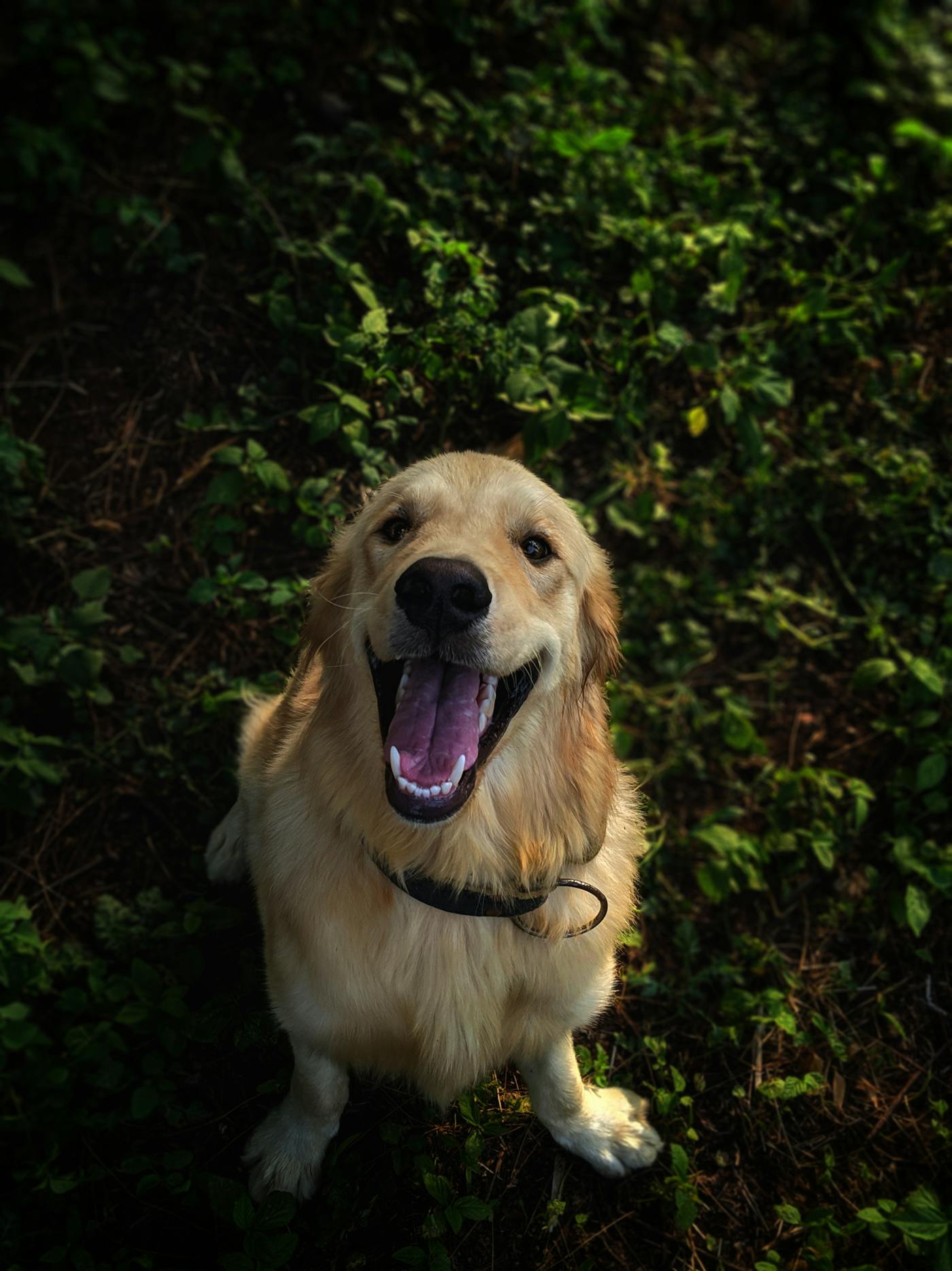 A golden retriever