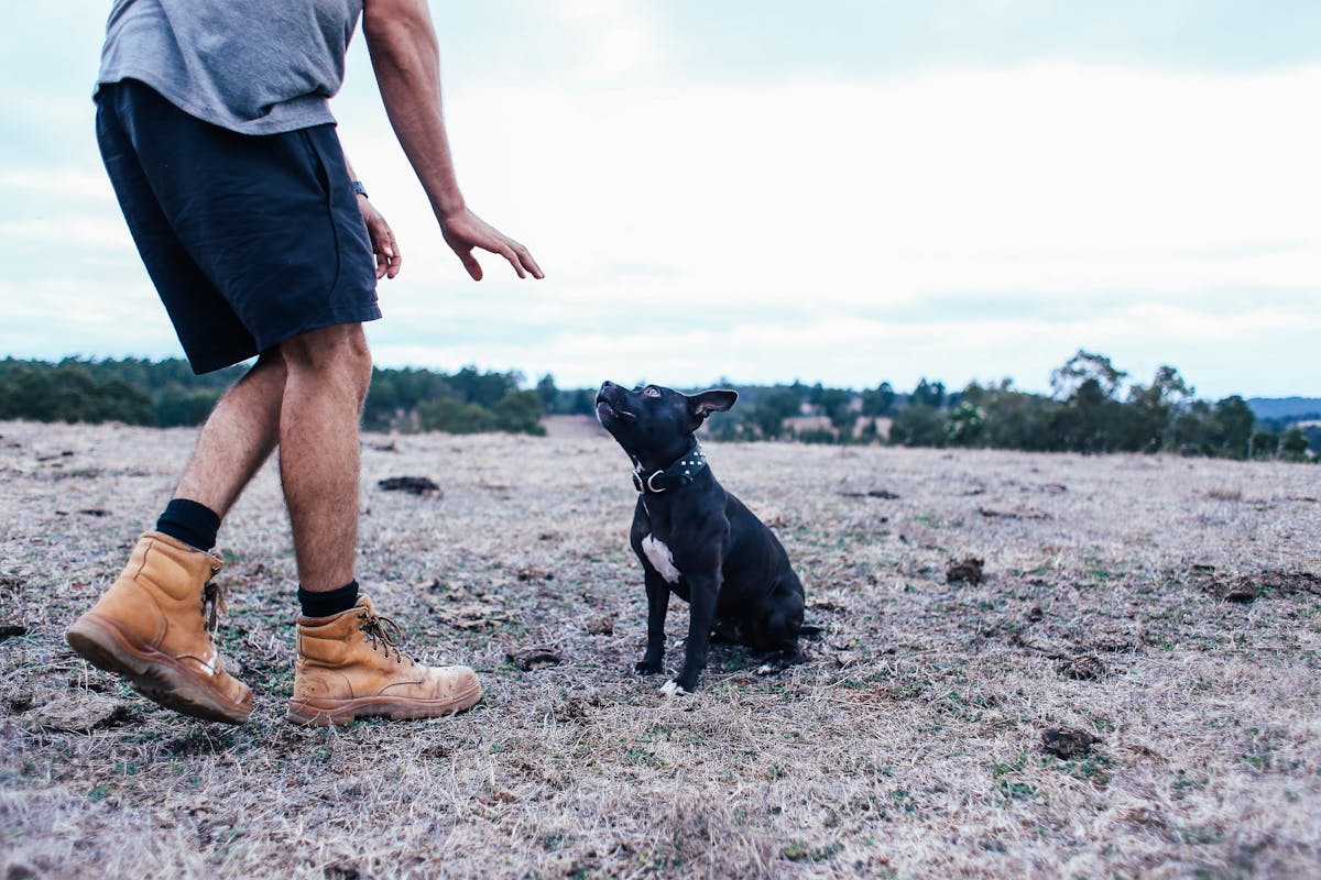 A trainer with a dog