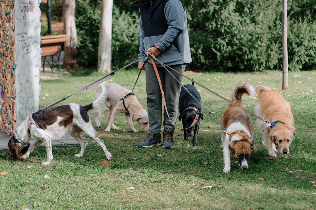 A professional dog walker handling a group of dogs on leads in a park