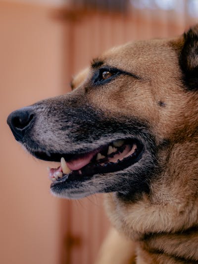 Max the border collie
