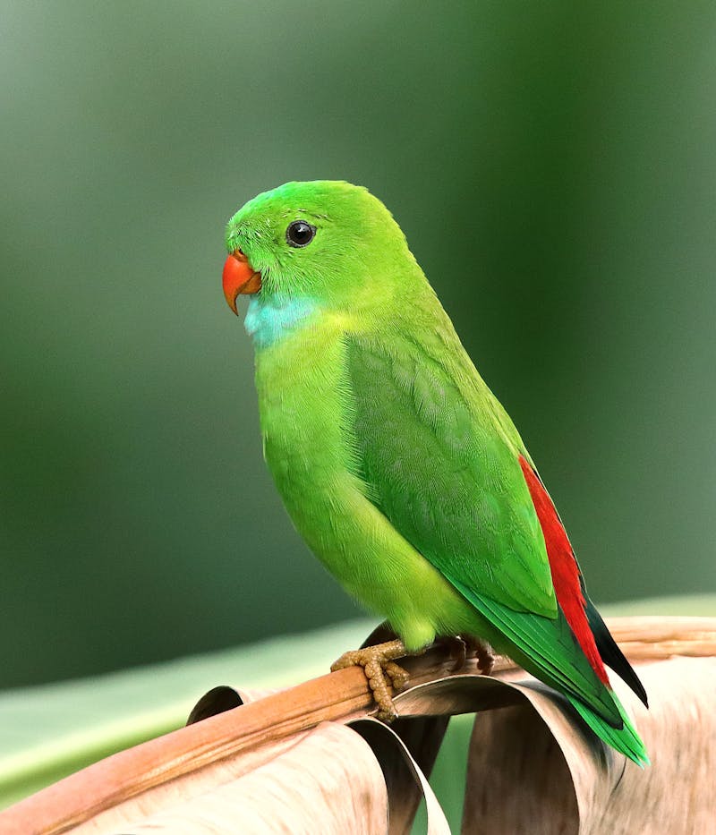 Colourful parrots perched side by side at a bird owners meetup