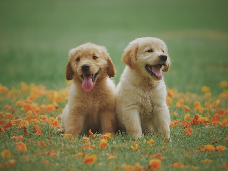 Puppies playing on grass during a weekend playdate event