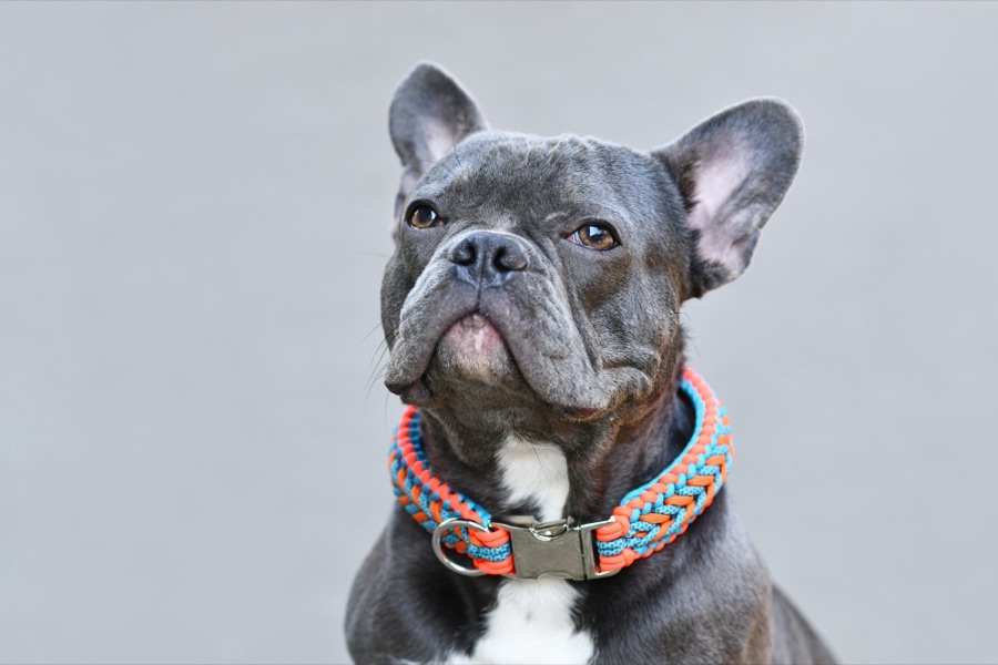 A blue French bulldog wearing a handmade paracord collar