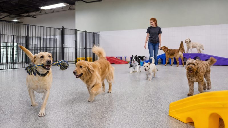 Dogs playing in a daycare hall