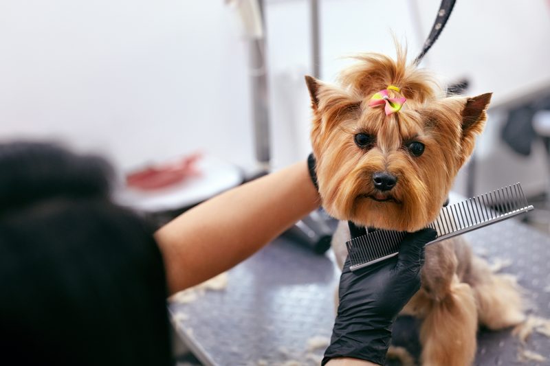 A groomer combing a Yorkshire terrier